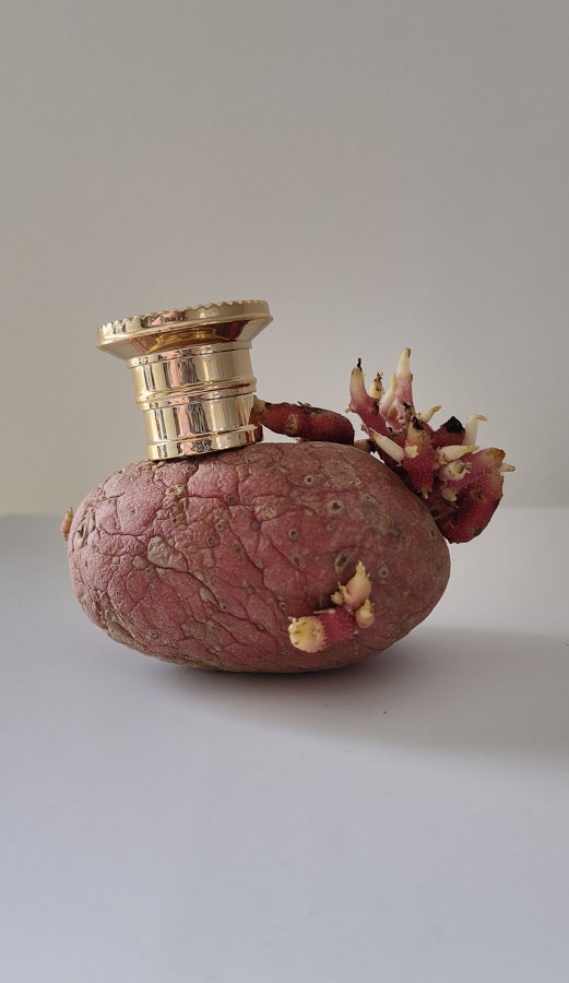 Forgotten Potato